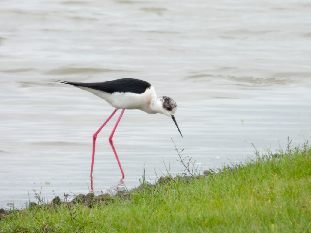 Photo of Black Winged Stilt